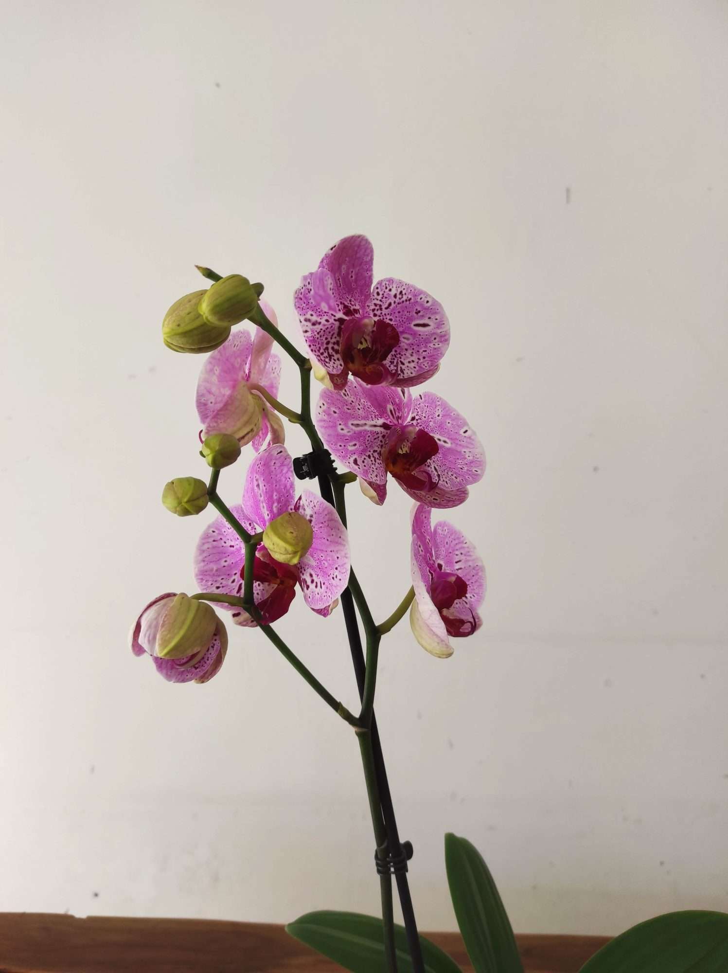 Phalaenopsis - 1 Haste