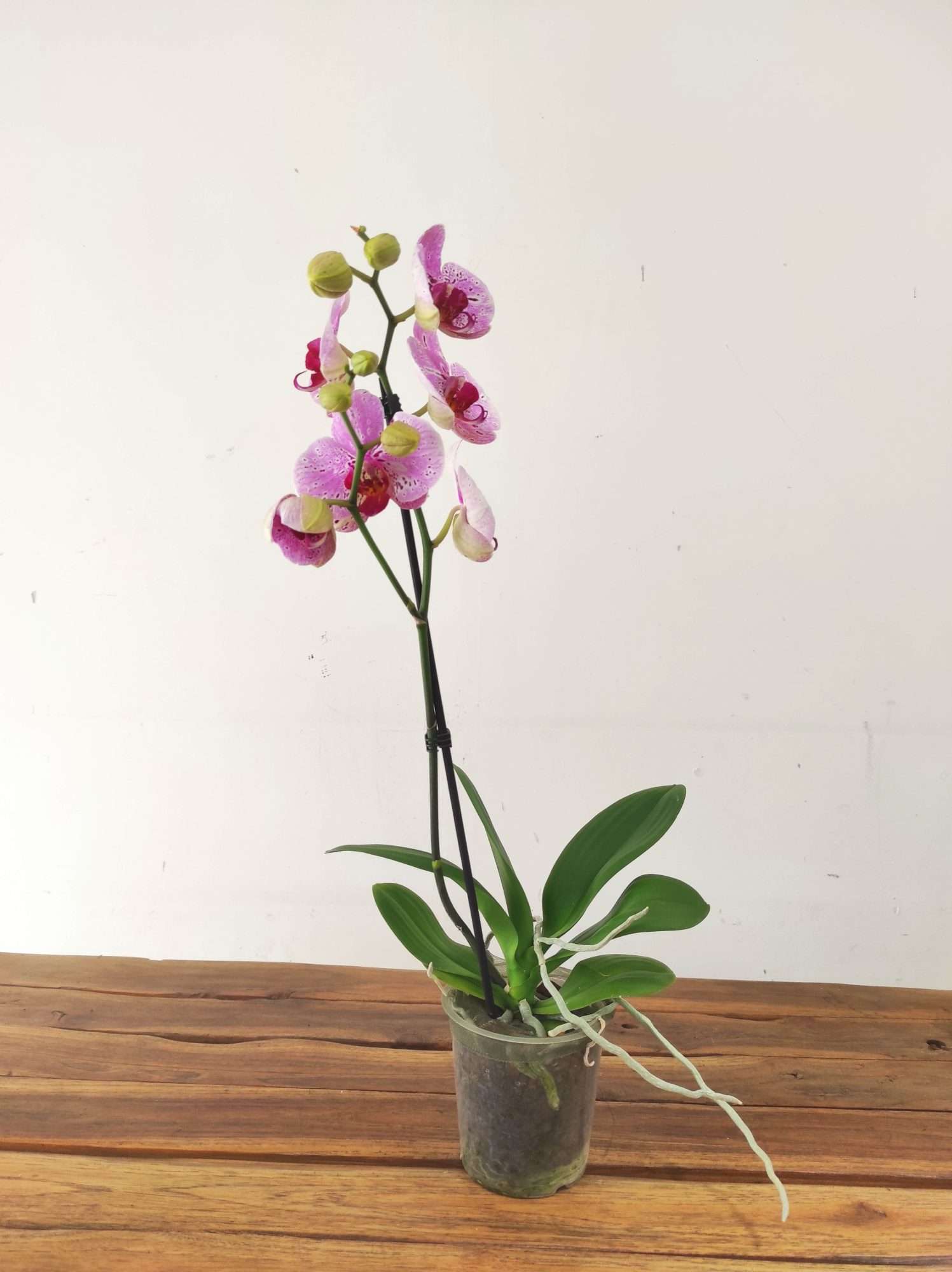 Phalaenopsis - 1 Haste - Image 2