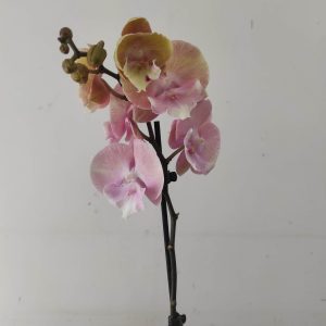 Phalaenopsis - 1 Haste