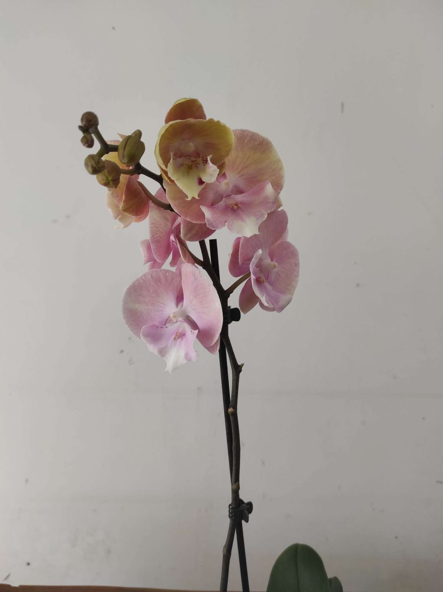 Phalaenopsis - 1 Haste