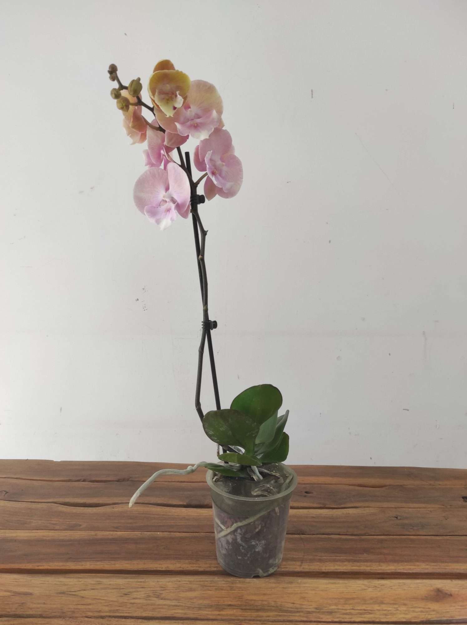 Phalaenopsis - 1 Haste - Image 2