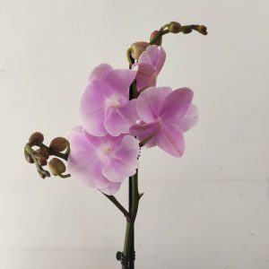 Phalaenopsis - 1 Haste