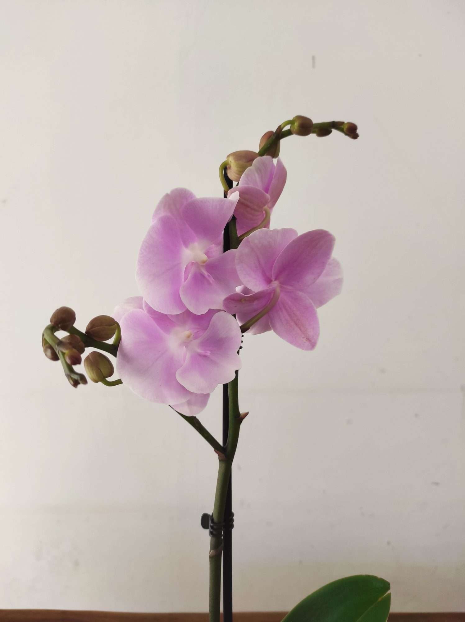 Phalaenopsis - 1 Haste