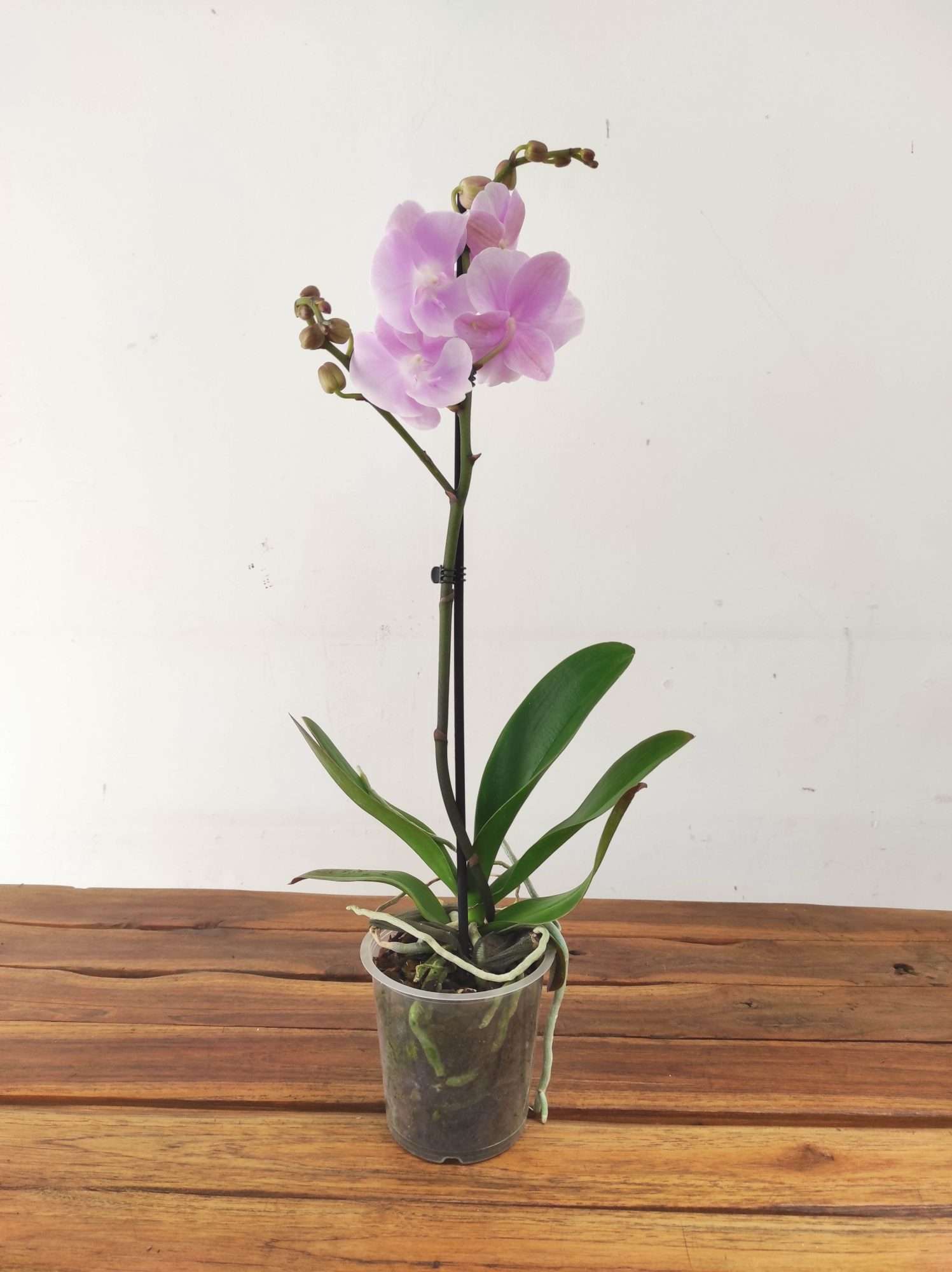 Phalaenopsis - 1 Haste - Image 2