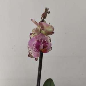 Phalaenopsis - 1 Haste