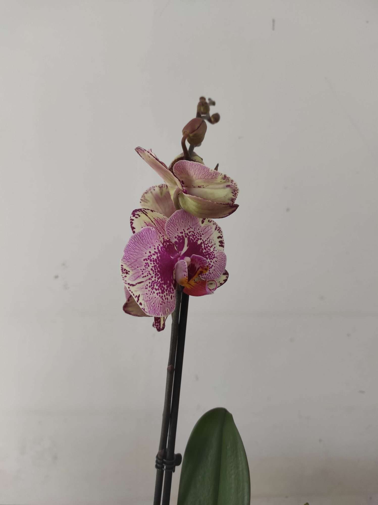 Phalaenopsis - 1 Haste