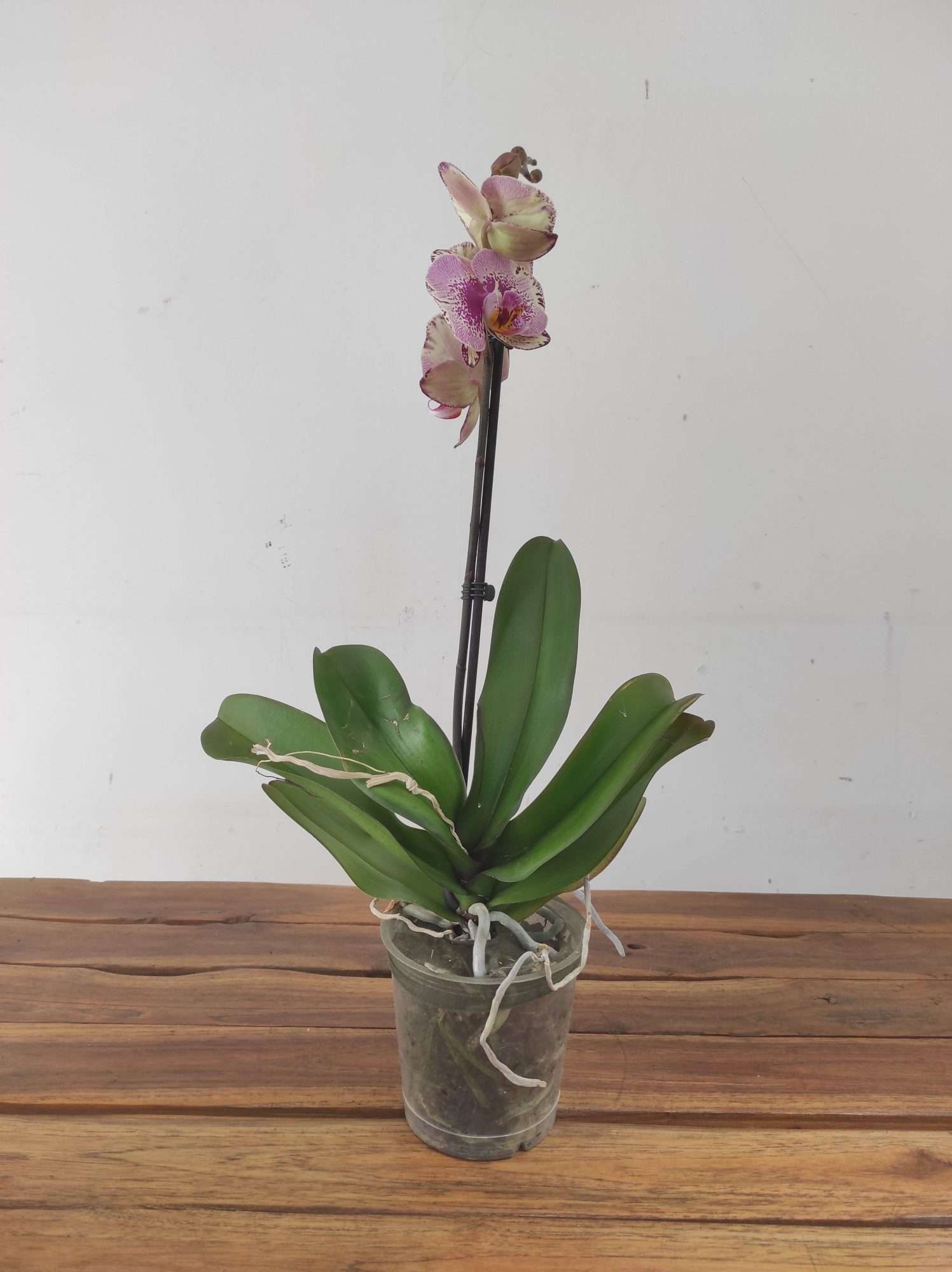 Phalaenopsis - 1 Haste - Image 2
