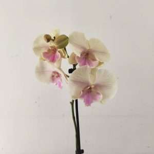 Phalaenopsis - 1 Haste