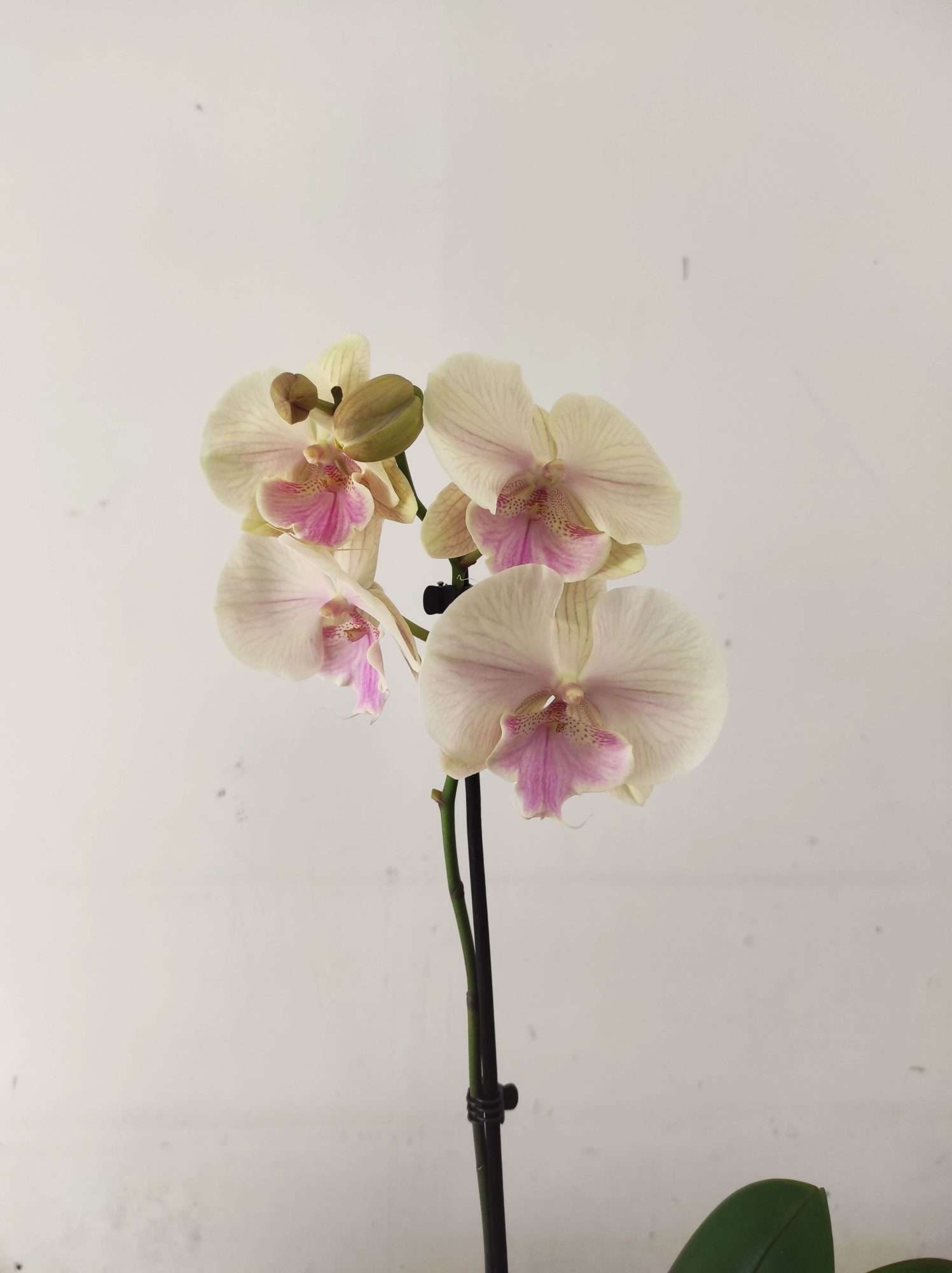 Phalaenopsis - 1 Haste