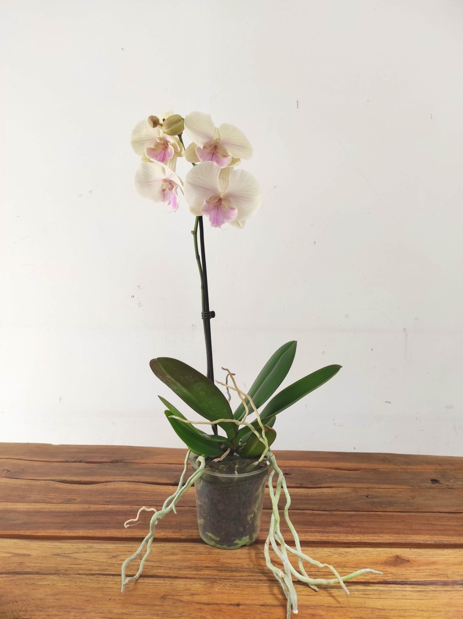 Phalaenopsis - 1 Haste - Image 2