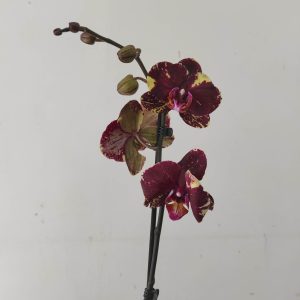 Phalaenopsis - 1 Haste