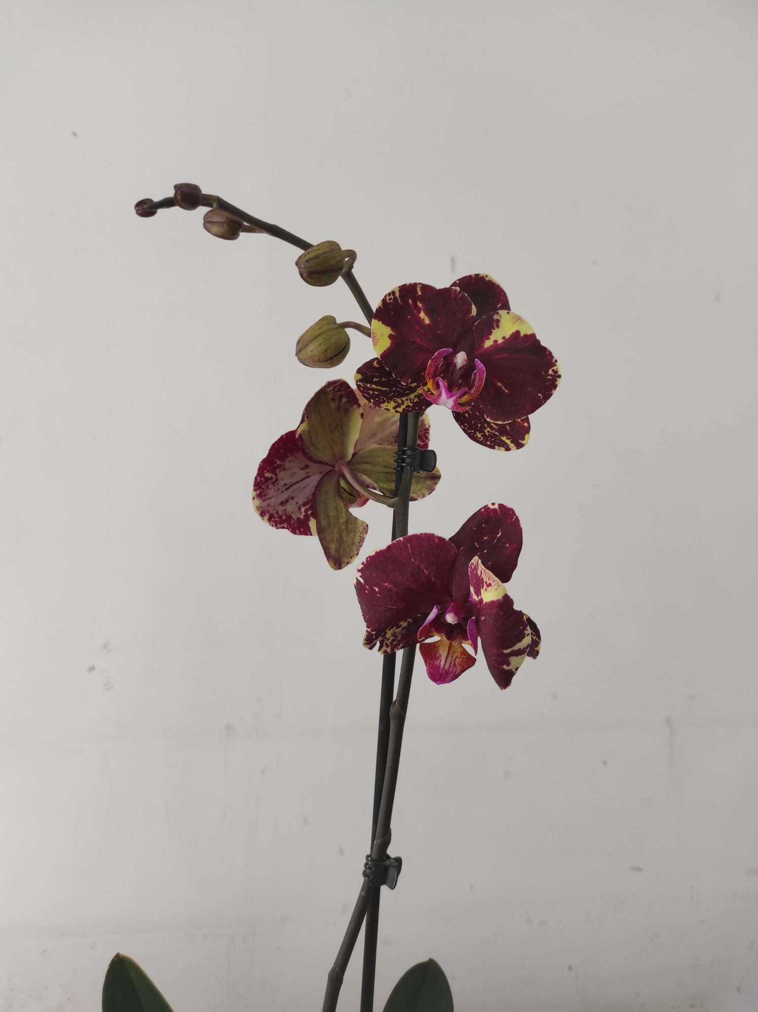 Phalaenopsis - 1 Haste