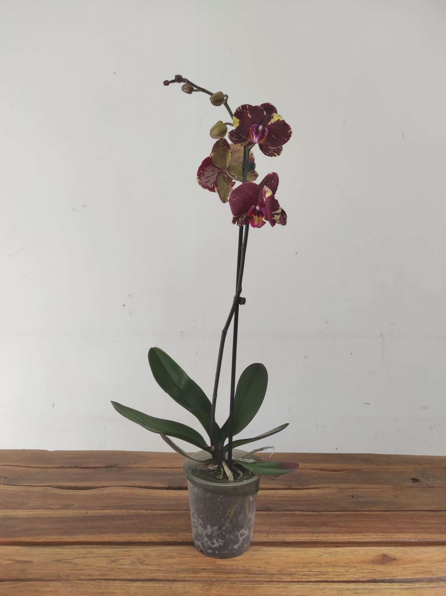 Phalaenopsis - 1 Haste - Image 2