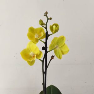 Phalaenopsis - 1 Haste