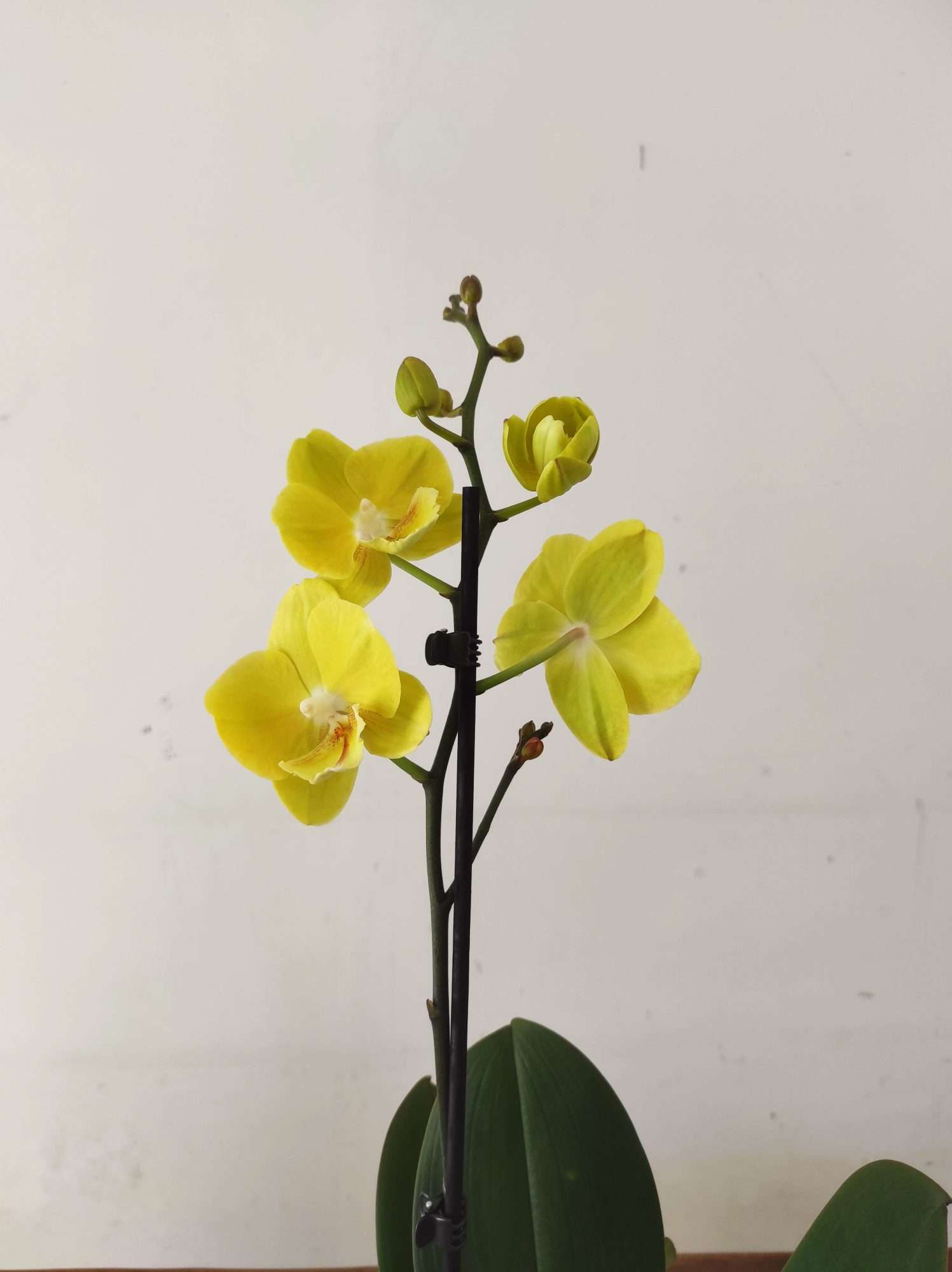 Phalaenopsis - 1 Haste