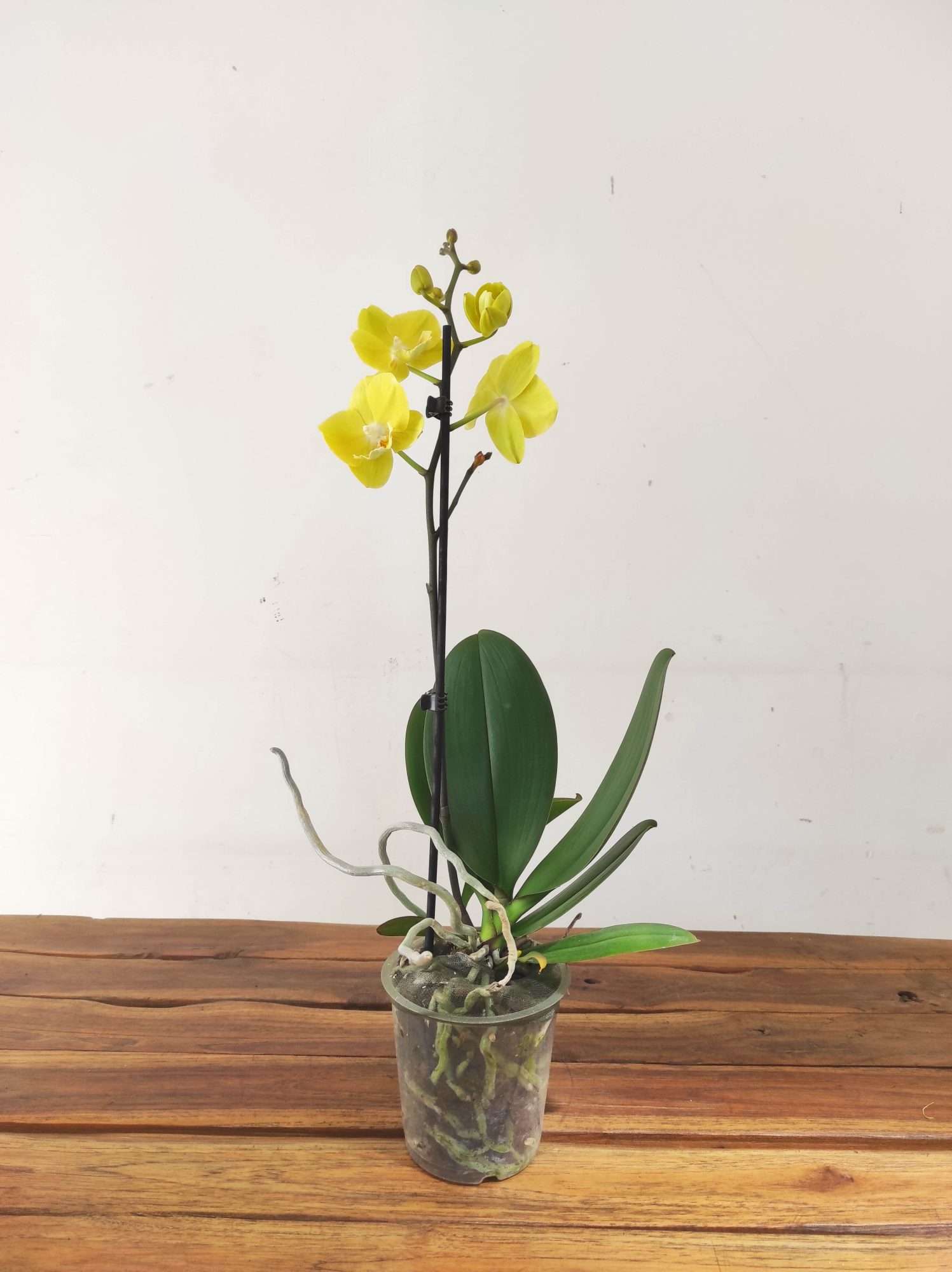 Phalaenopsis - 1 Haste - Image 2