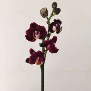 Phalaenopsis - 1 Haste