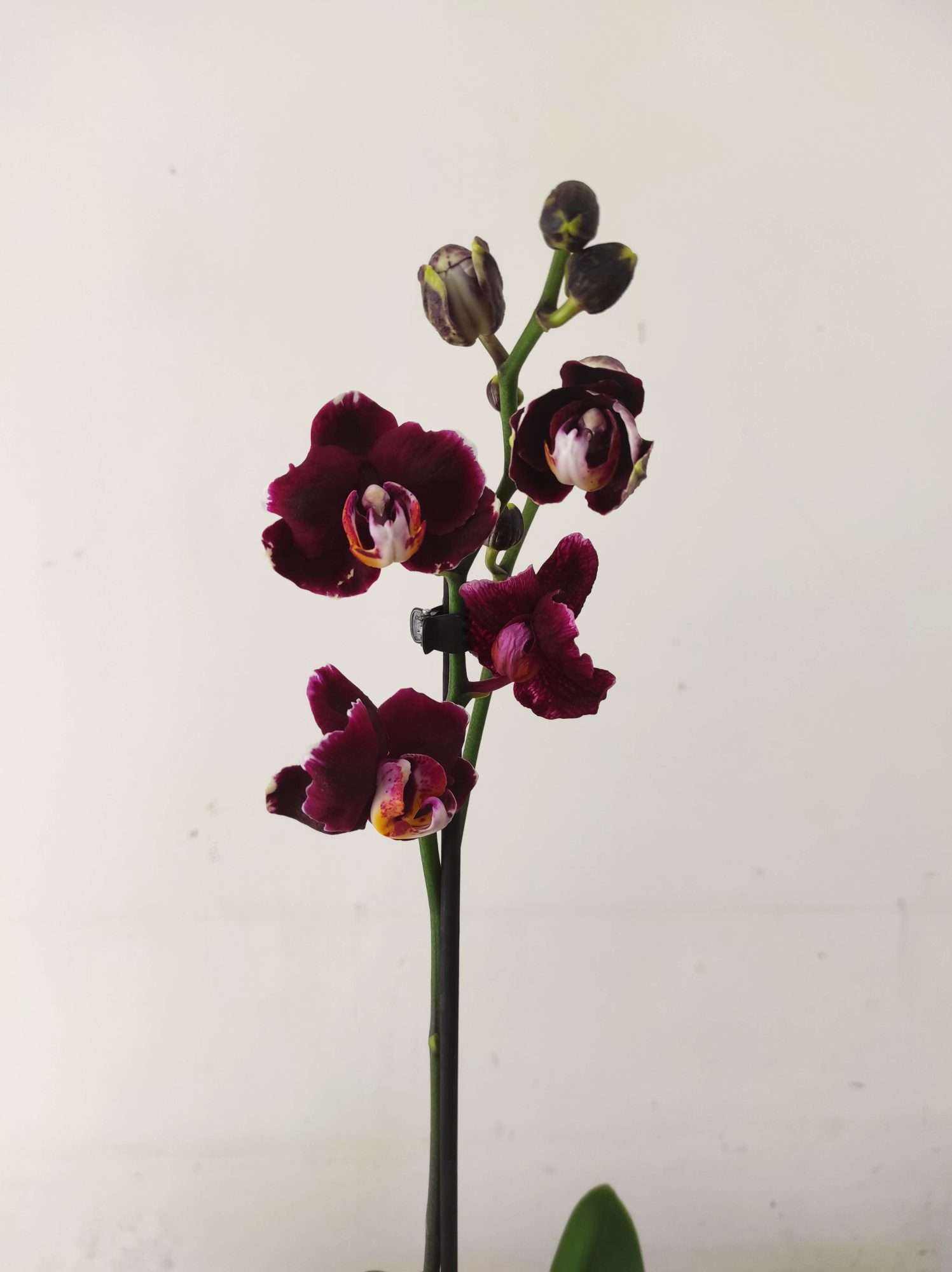 Phalaenopsis - 1 Haste