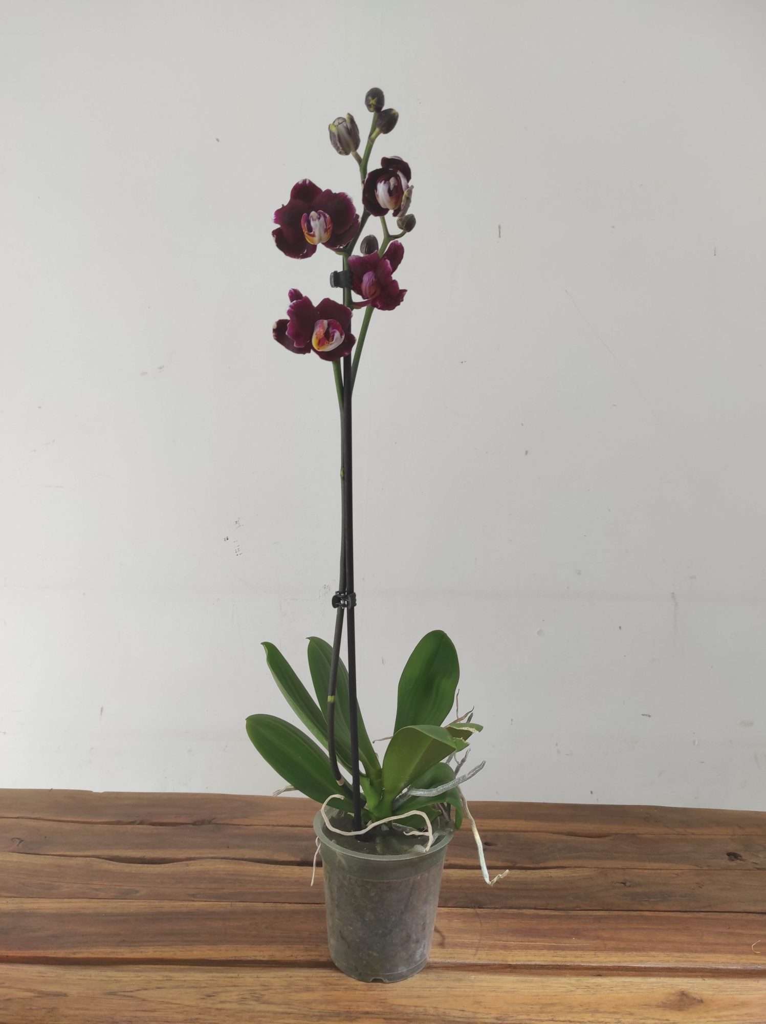 Phalaenopsis - 1 Haste - Image 2