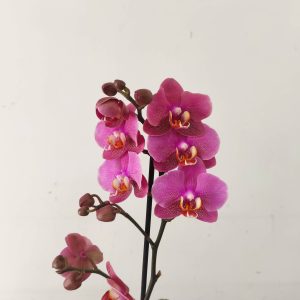 Phalaenopsis - 1 Haste