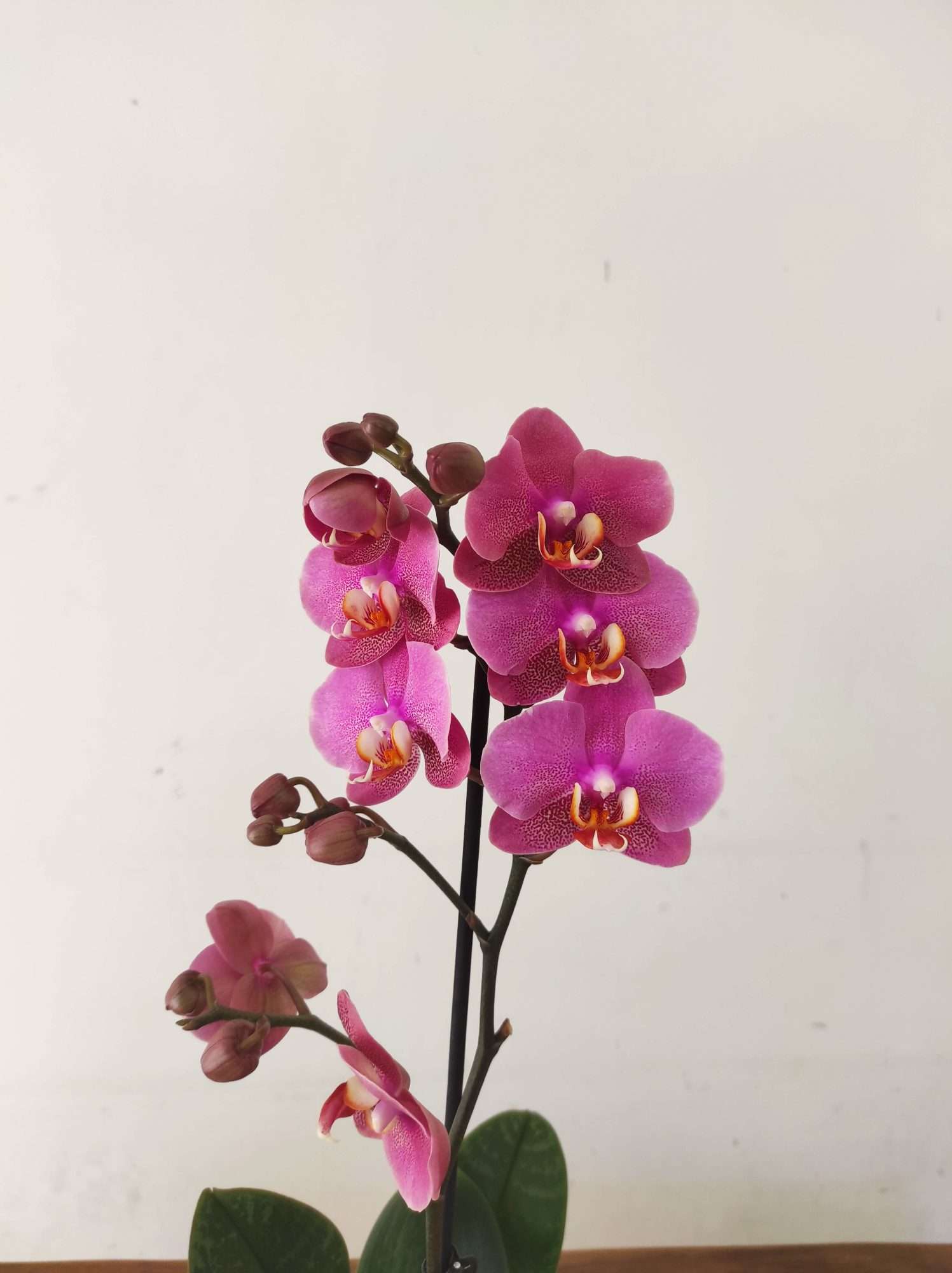 Phalaenopsis - 1 Haste
