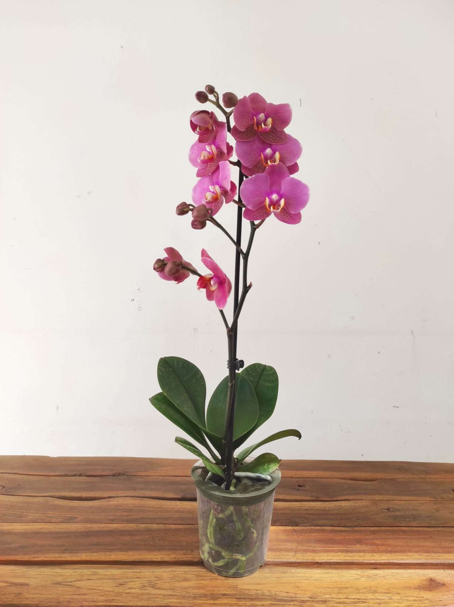 Phalaenopsis - 1 Haste - Image 2