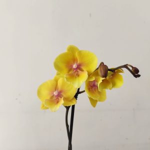 Phalaenopsis - 1 Haste