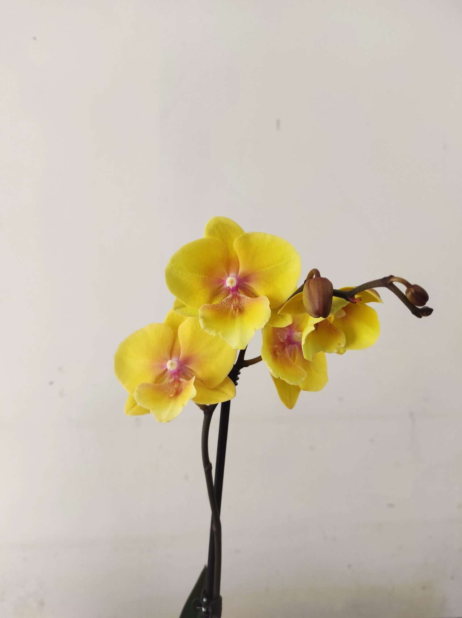 Phalaenopsis - 1 Haste