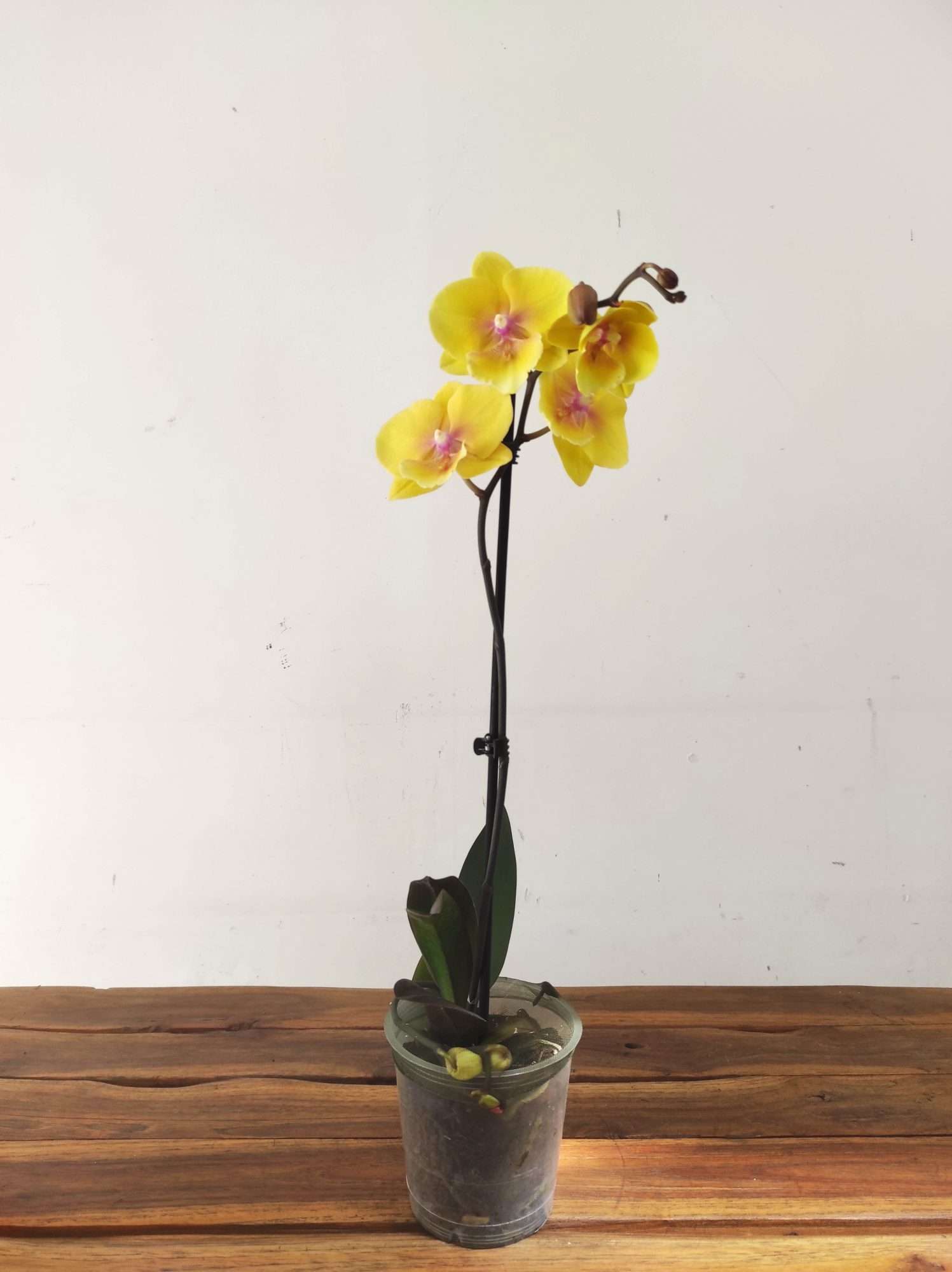 Phalaenopsis - 1 Haste - Image 2
