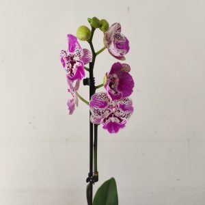 Phalaenopsis - 1 Haste
