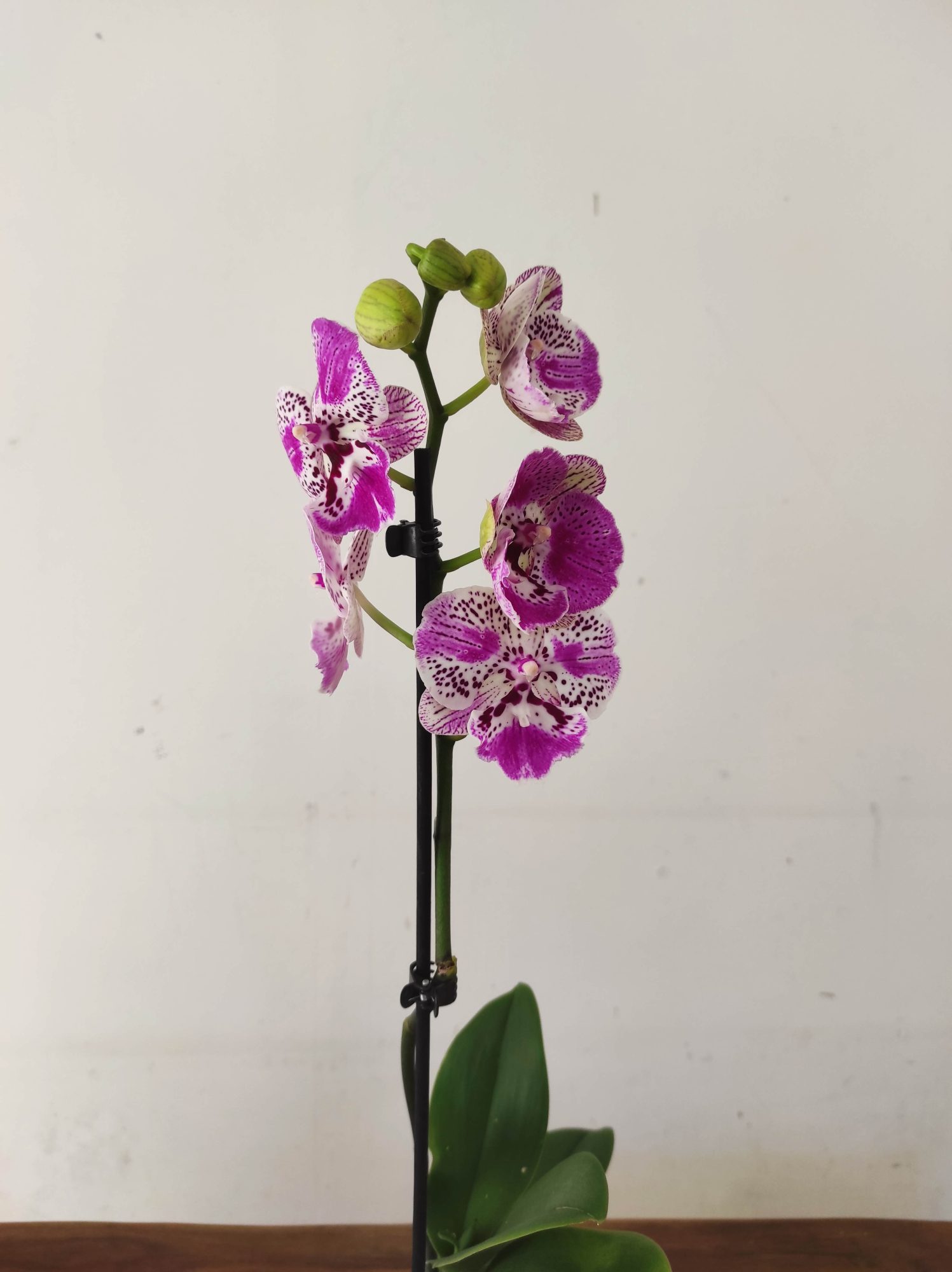 Phalaenopsis - 1 Haste