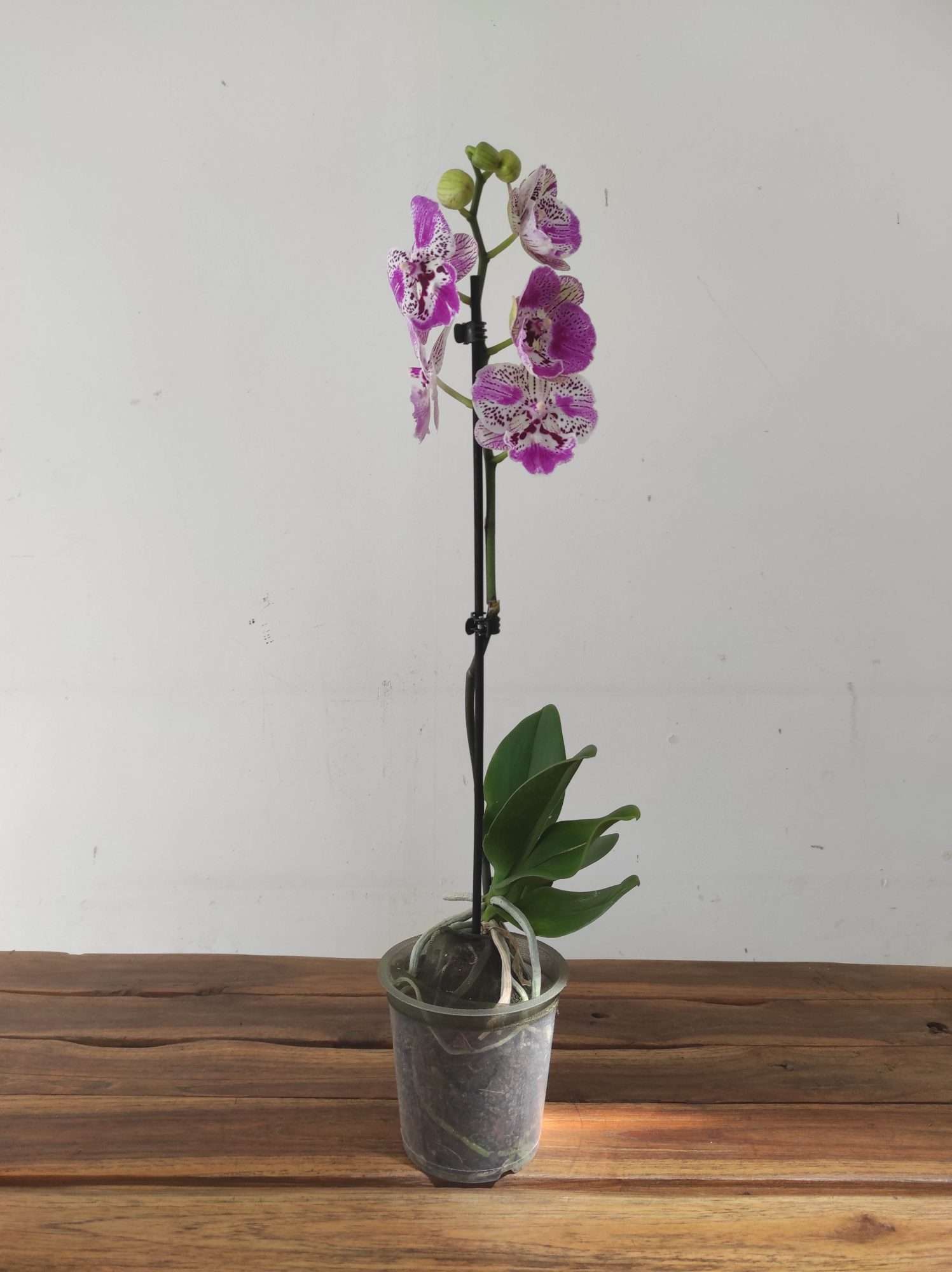 Phalaenopsis - 1 Haste - Image 2