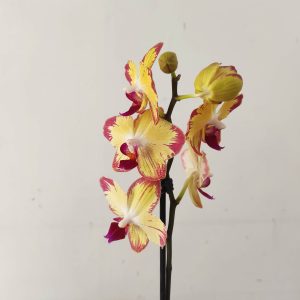 Phalaenopsis - 1 Haste
