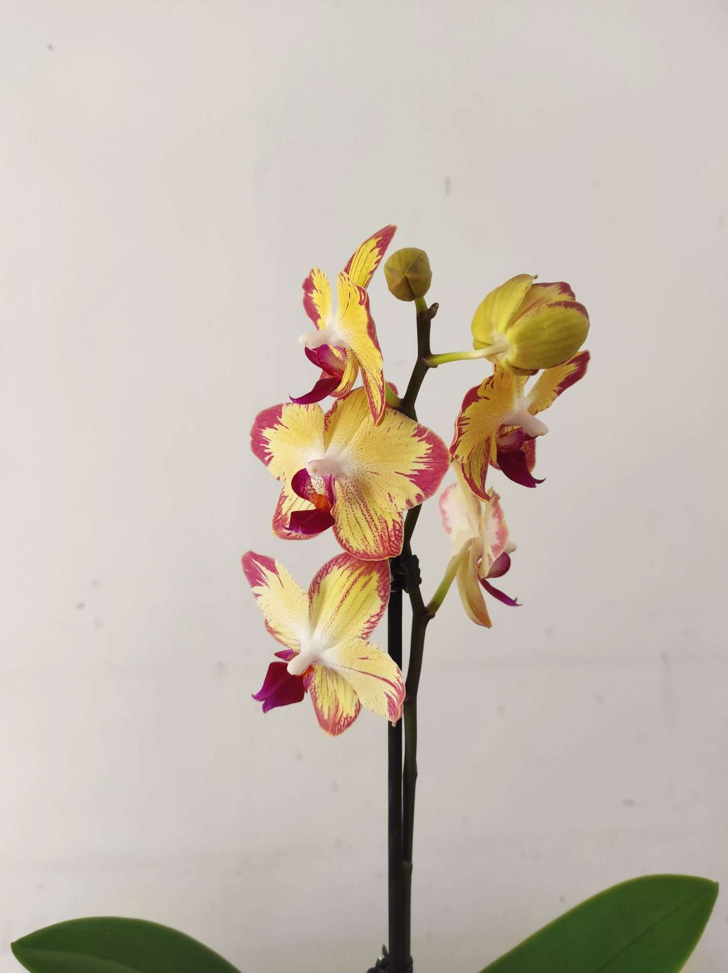 Phalaenopsis - 1 Haste