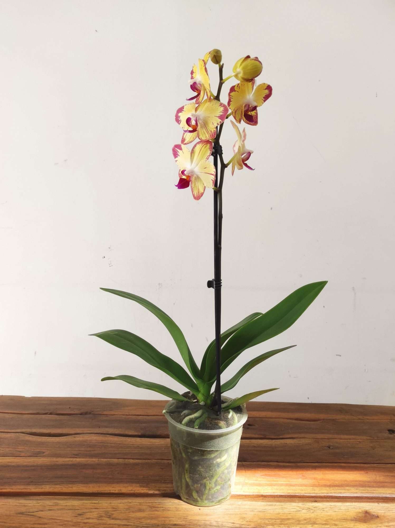 Phalaenopsis - 1 Haste - Image 2