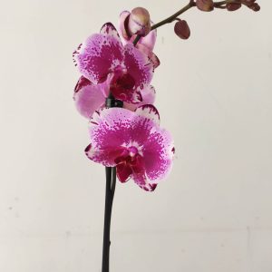 Phalaenopsis - 1 Haste