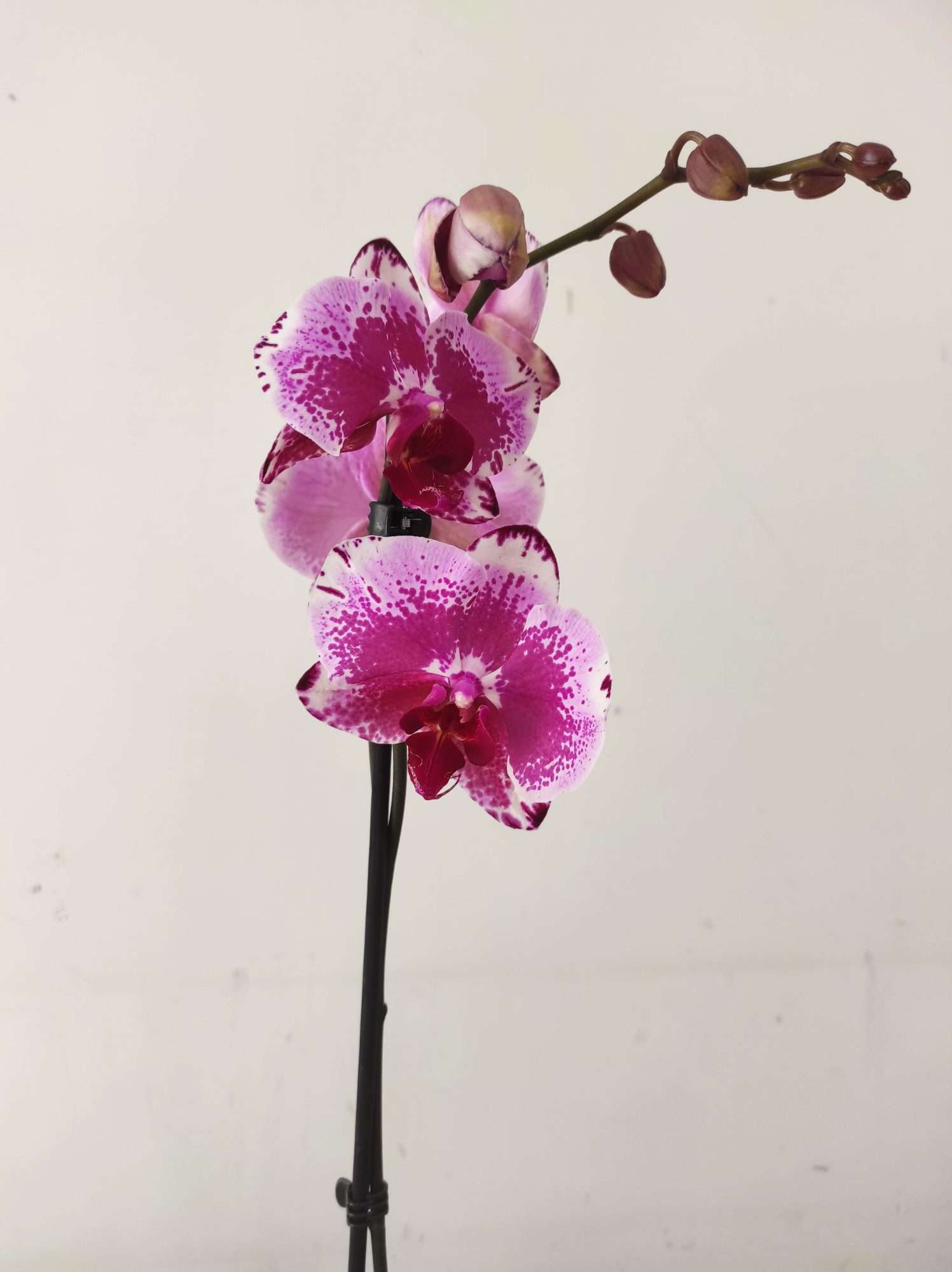 Phalaenopsis - 1 Haste