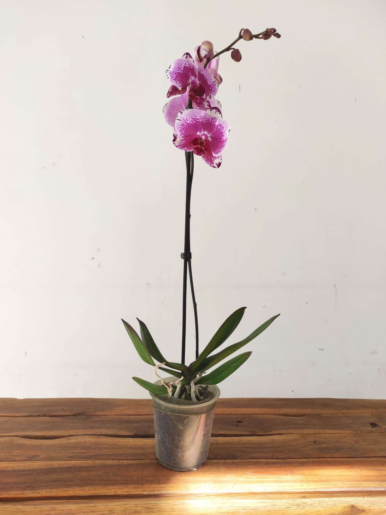 Phalaenopsis - 1 Haste - Image 2