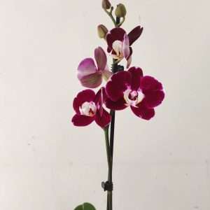 Phalaenopsis - 1 Haste
