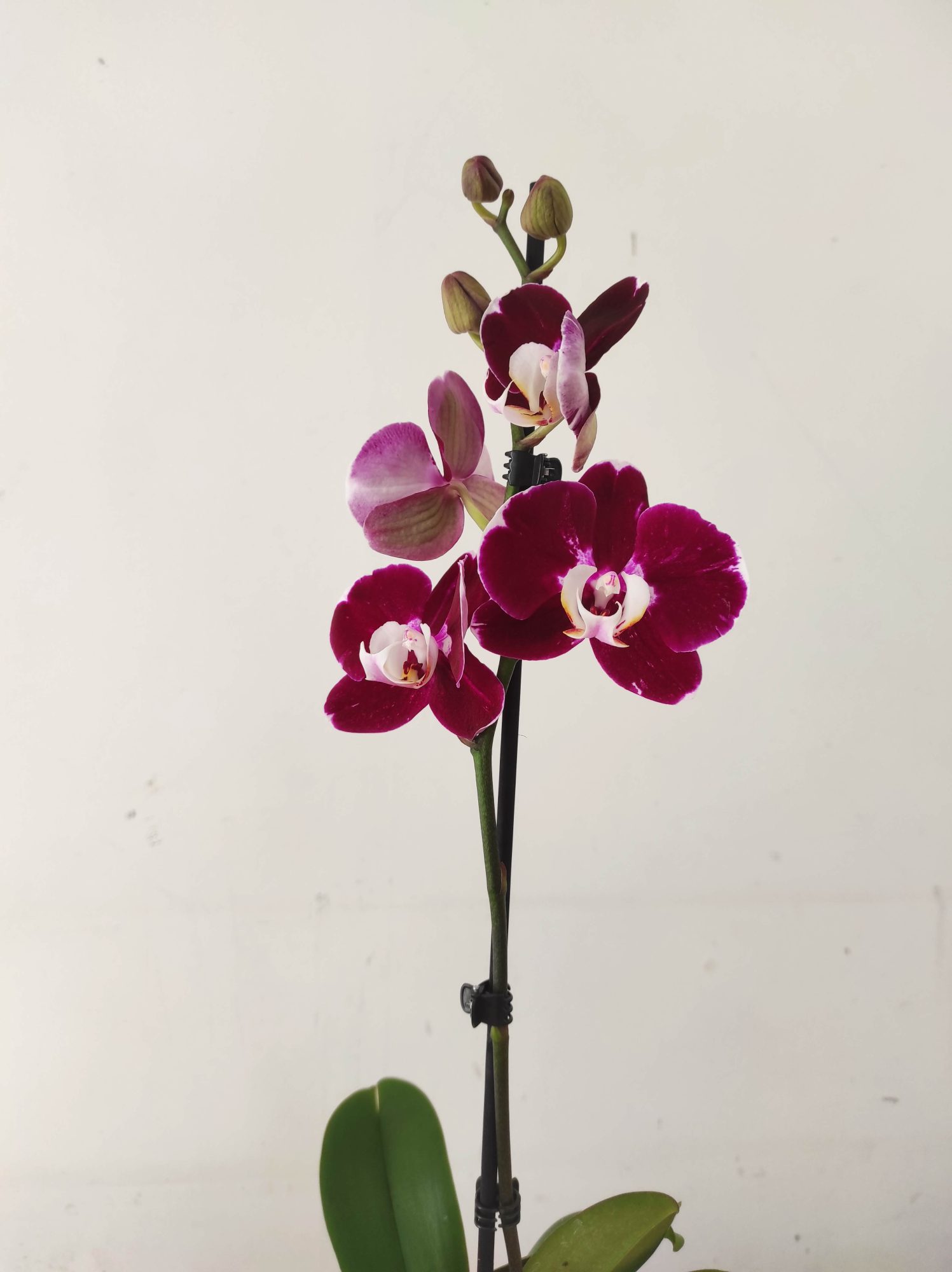 Phalaenopsis - 1 Haste