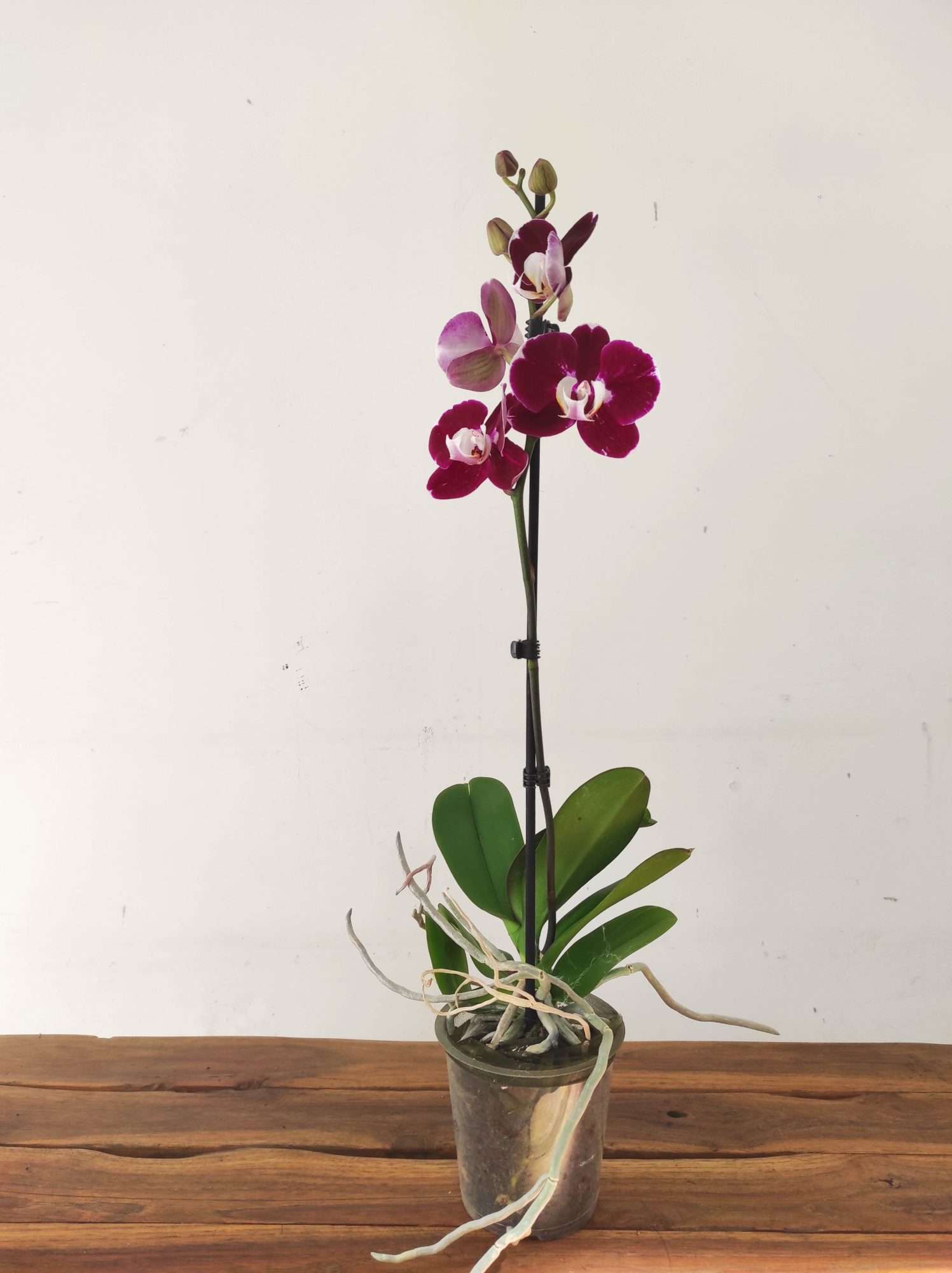 Phalaenopsis - 1 Haste - Image 2