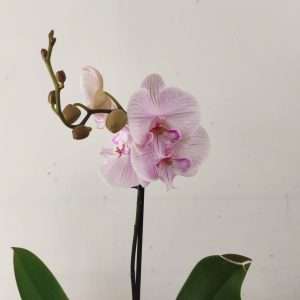 Phalaenopsis - 1 Haste