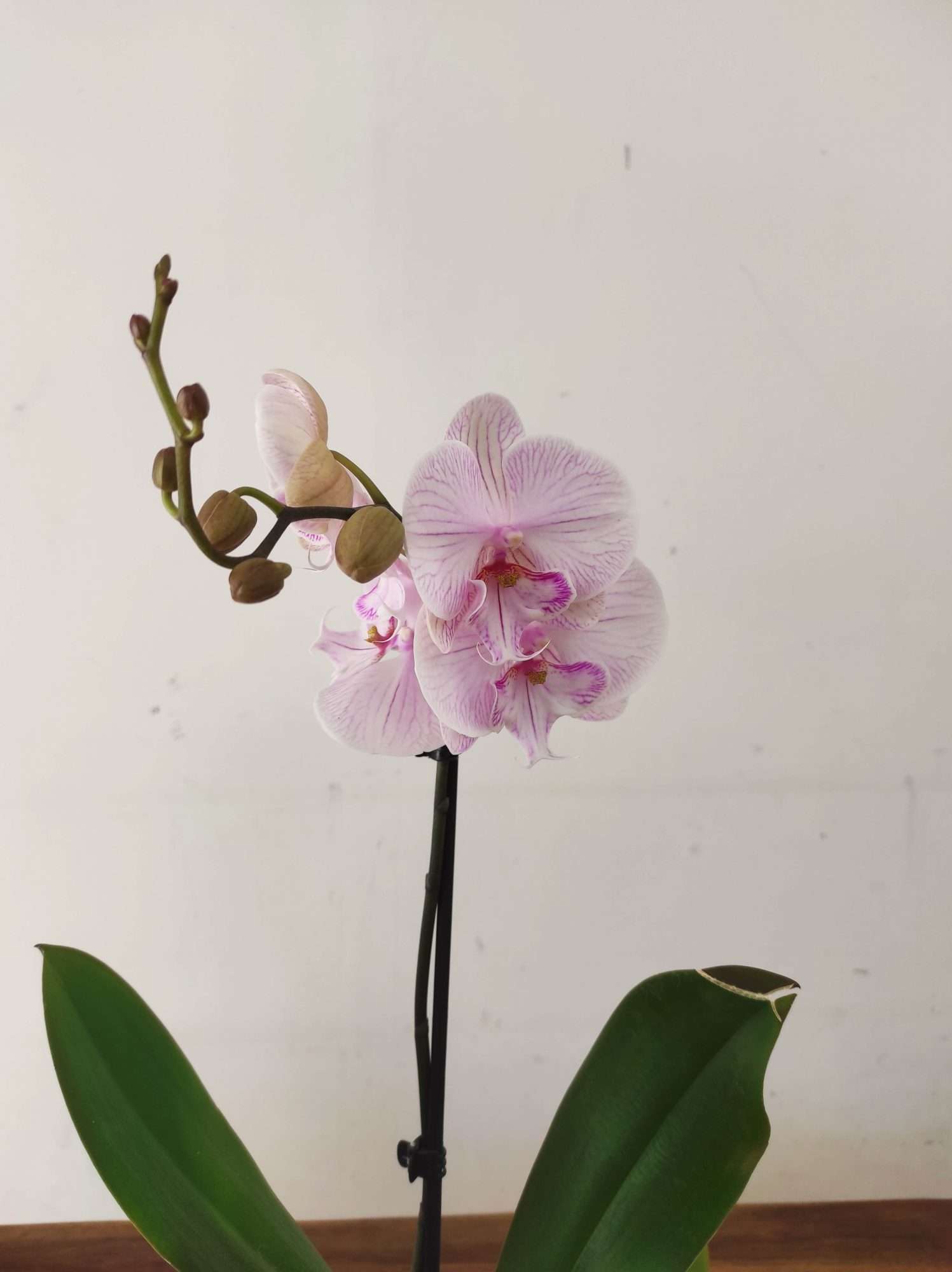 Phalaenopsis - 1 Haste