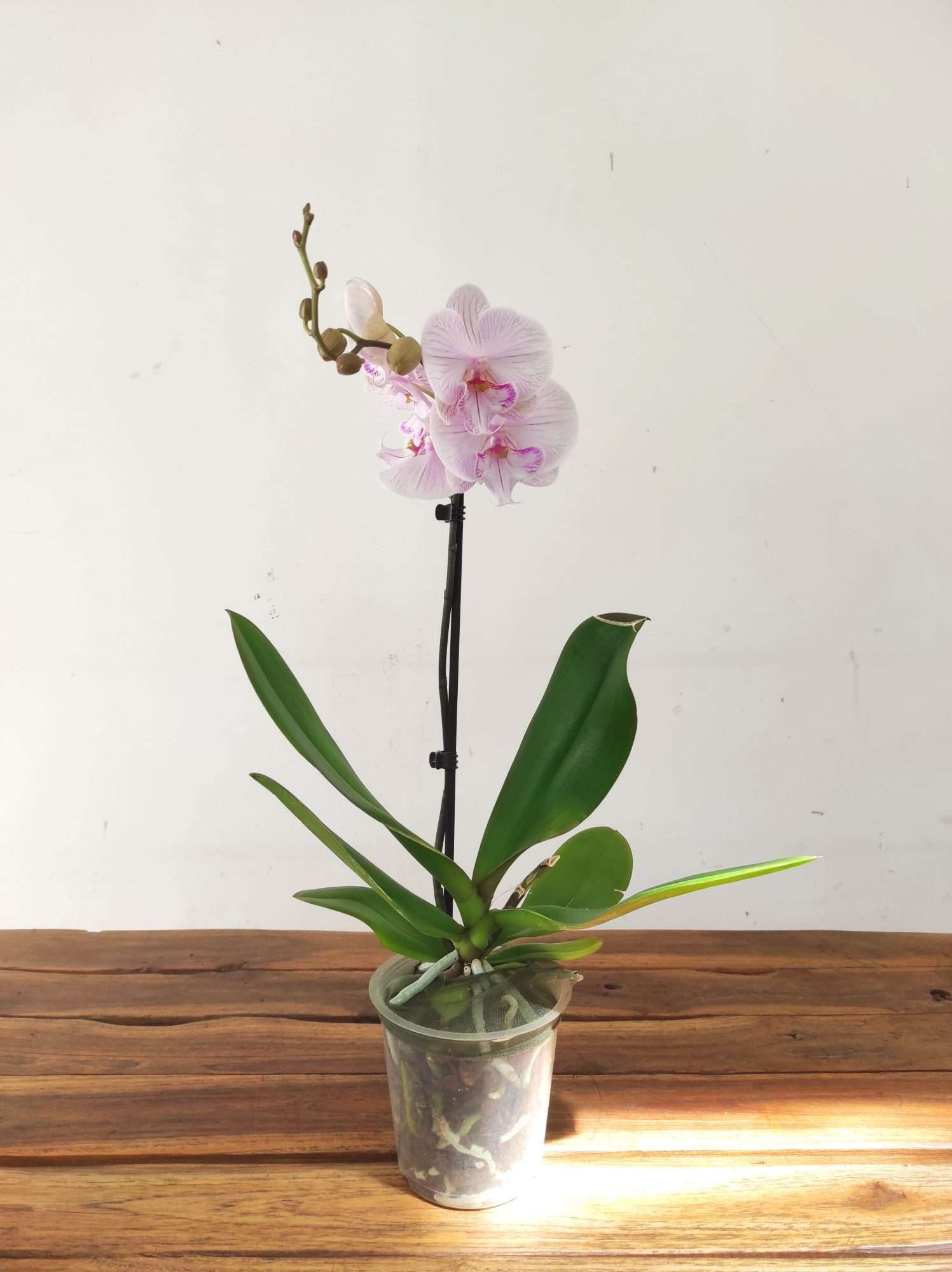 Phalaenopsis - 1 Haste - Image 2
