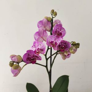 Phalaenopsis - 1 Haste