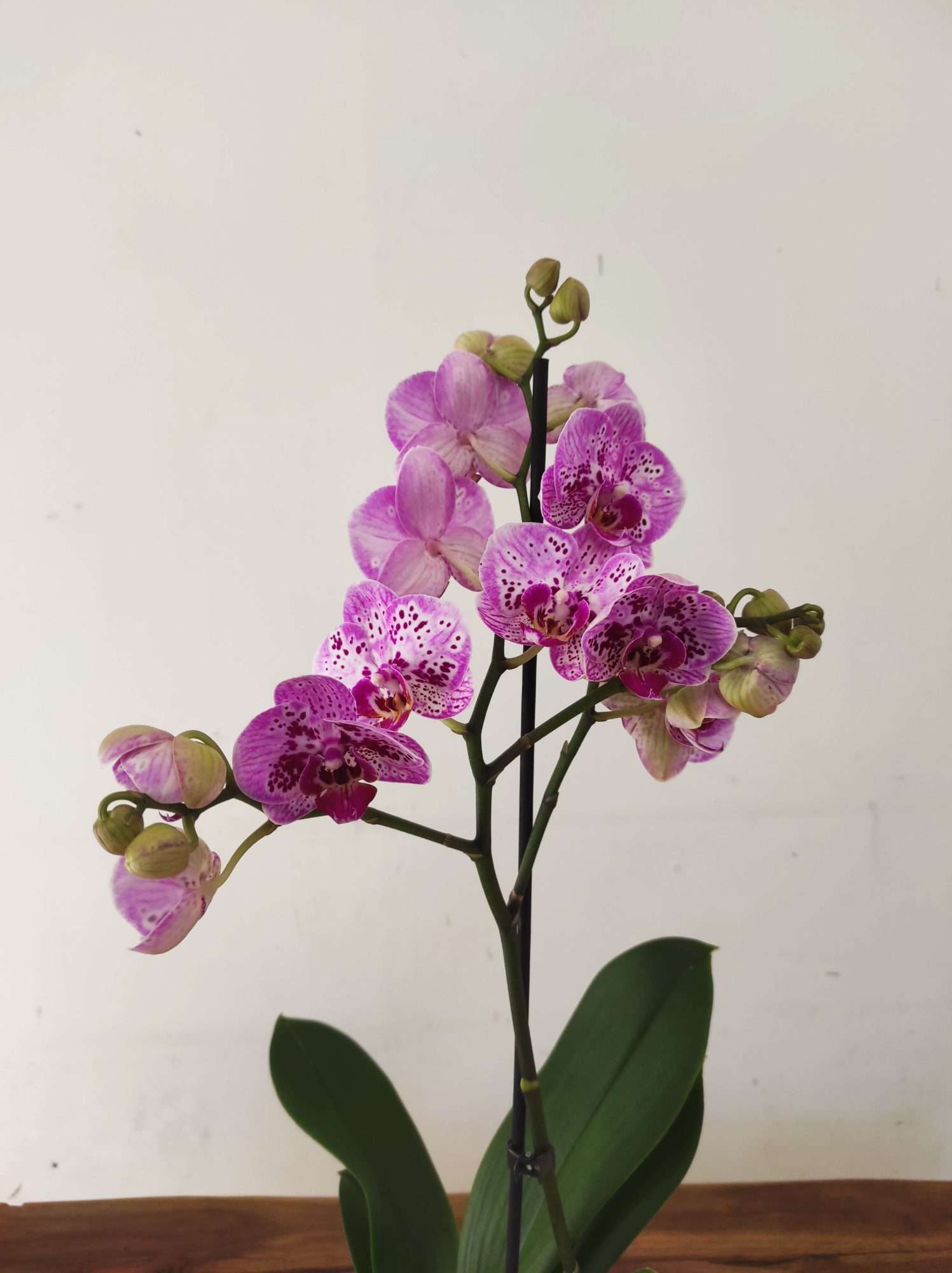 Phalaenopsis - 1 Haste