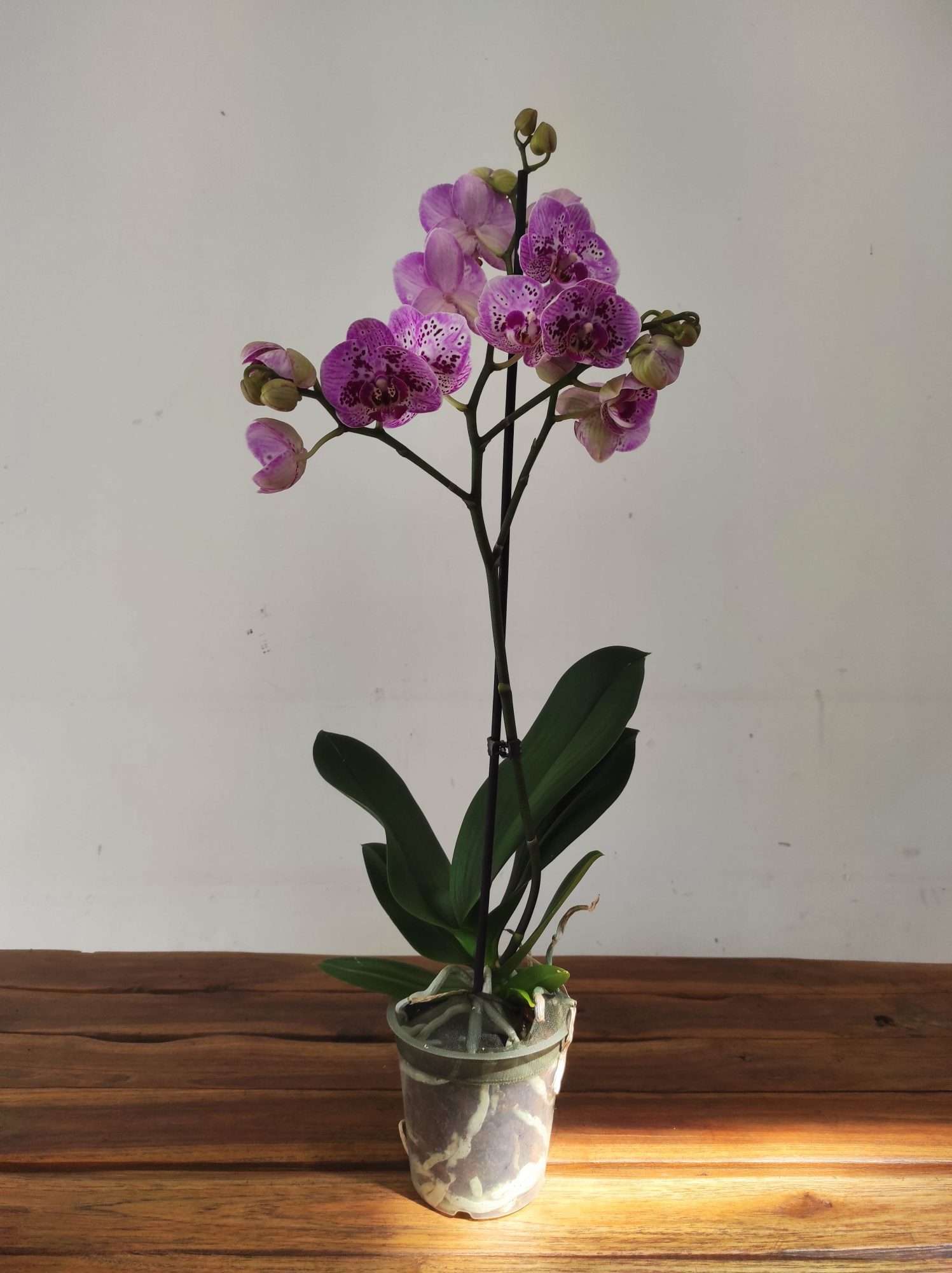 Phalaenopsis - 1 Haste - Image 2