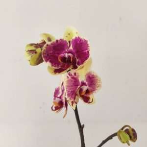 Phalaenopsis - 1 Haste