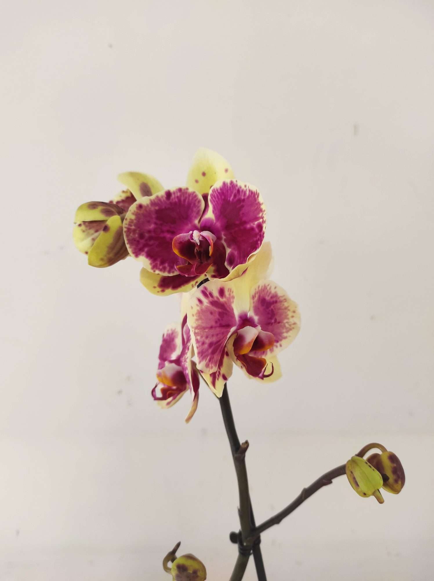 Phalaenopsis - 1 Haste
