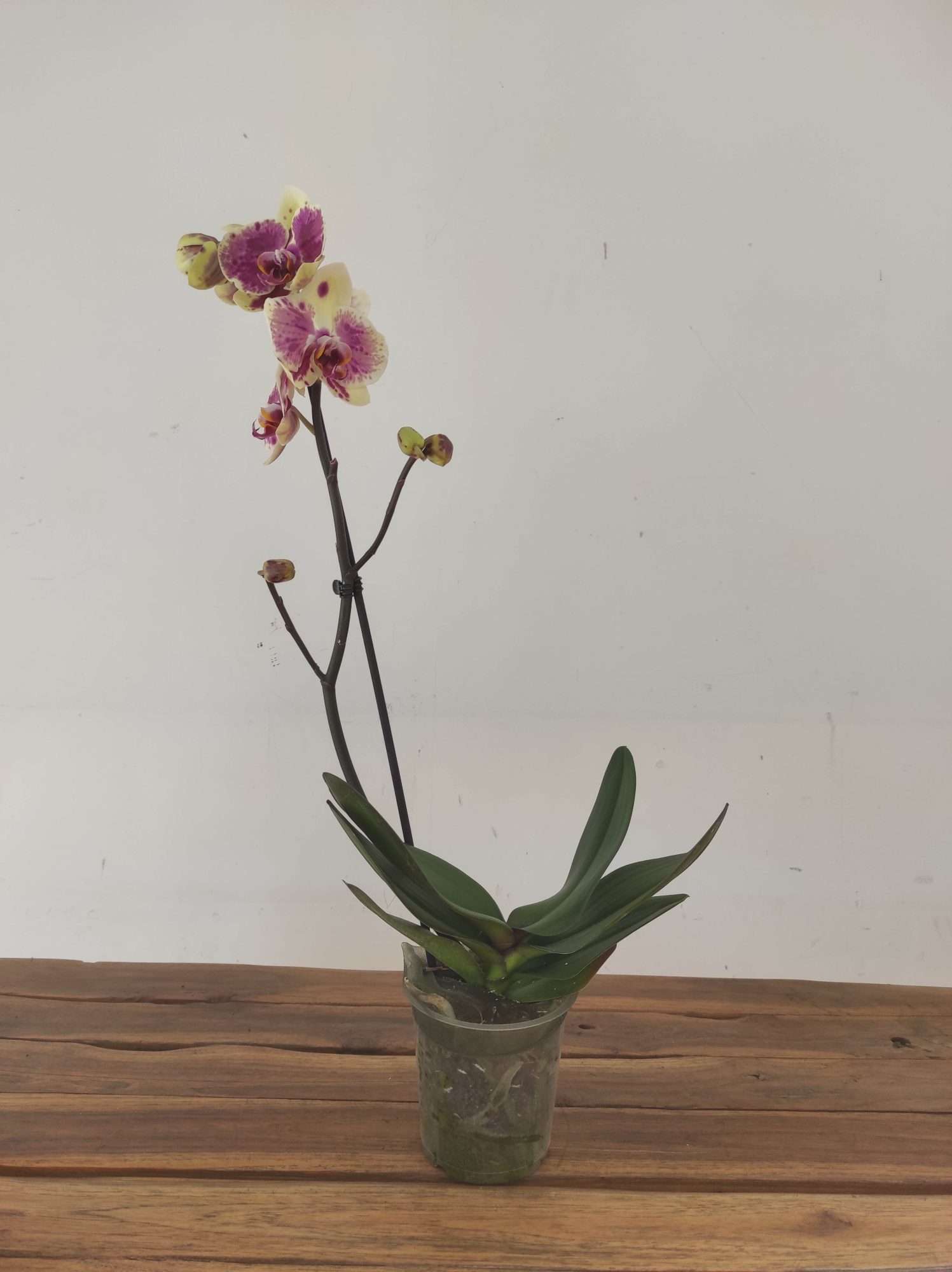 Phalaenopsis - 1 Haste - Image 2